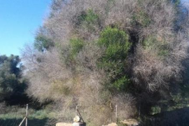 Vidal defensa l'actuació de la Conselleria davant la propagació del bacteri Xylella fastidiosa
