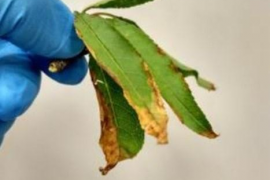 El protocol sobre Xylella fastidosa prohibeix la sortida de vegetals de les Balears