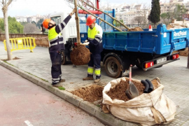 Cort preveu sembrar més de 1.000 arbres en la campanya de reposició d’enguany.