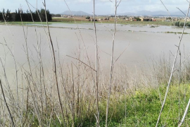 El Govern demana a Madrid que modifiqui el decret per pal·liar els danys pel temporal.