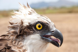 GOB: «L’examen al caçador i la dotació d’agents de medi ambient són temes pendents».