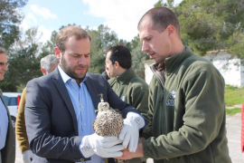Alliberen falcons que foren ferits per tirs de bala.