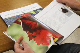 La Conselleria de Medi Ambient posa en valor les varietats de vinya pròpies de les Balears