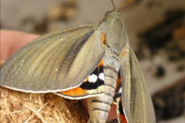 El GOB reclama una estratègia de bioseguretat per protegir la biodiversitat i l’economia de les Balears