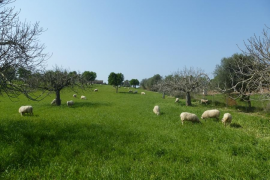 Garantir i protegir el sòl rústic per a usos primaris: principal reivindicació del GOB en relació a la nova Llei Agrària 