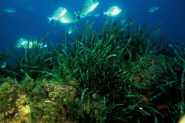 El GOB recorda que el control dels fondejos sobre la posidònia és insuficient.