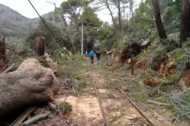 El Ferrocarril ha de suspendre el seu servei per la caiguda d'un pi