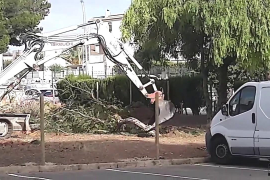 MICAAL-TV "El Ayuntamiento de Calvià devasta una zona verde para instalara un huerto ecológico”