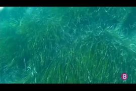 Salvem Portocolom denuncia que un vaixell ha passat més de 24 hores fondejat damunt la posidònia