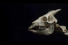 Documental "Dorothea i el Myotragus". Video de promoció