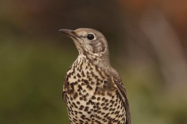 Impulsant els refugis de fauna a Mallorca