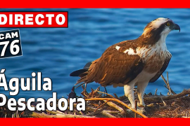 Habiliten una càmera per a seguir en directe un niu d'àguila peixatera al Parc Natural de la Península de Llevant
